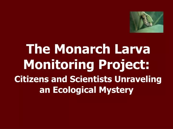 the monarch larva monitoring project citizens and scientists unraveling an ecological mystery