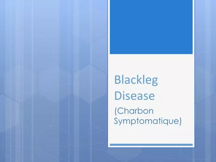 blackleg disease