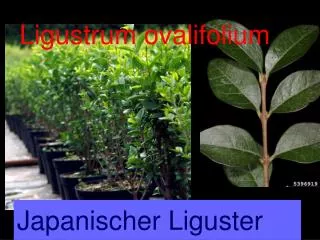 ligustrum ovalifolium