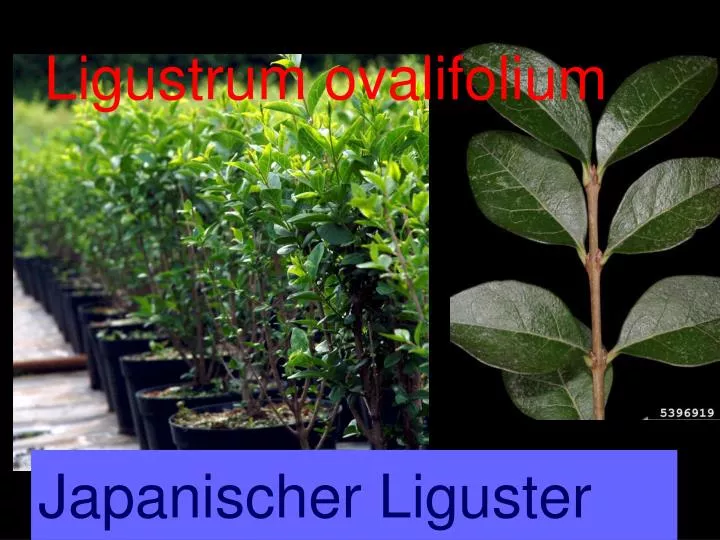 ligustrum ovalifolium