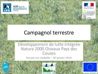 campagnol terrestre