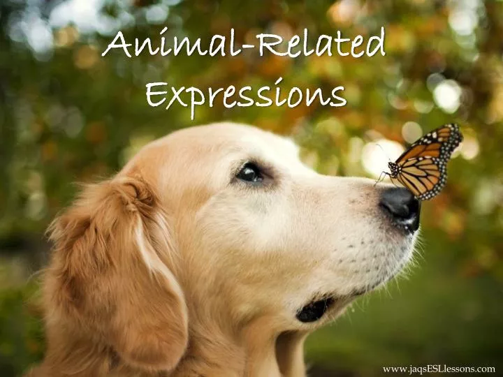 animal related expressions