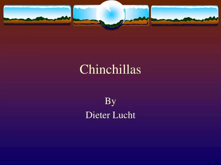 chinchillas