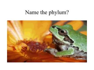 Name the phylum?
