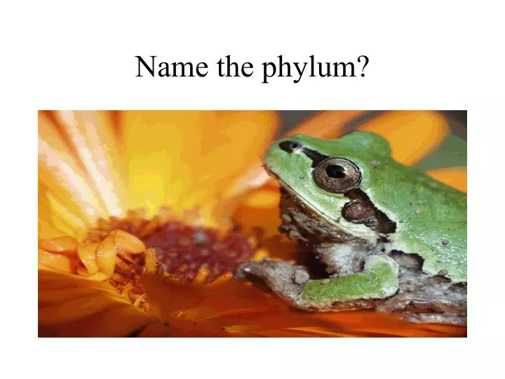 name the phylum