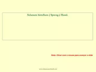 solanum hirtellum spreng hassl
