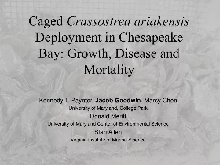caged crassostrea ariakensis deployment in chesapeake bay growth disease and mortality