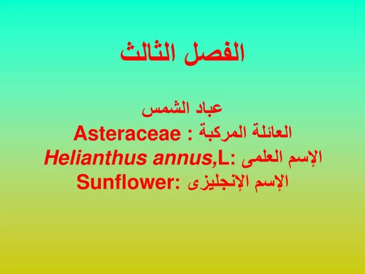 asteraceae helianthus annus l sunflower