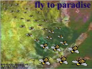 fly to paradise