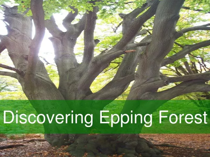 discovering epping forest