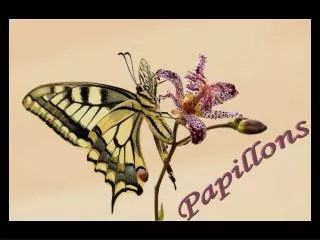 Papillons