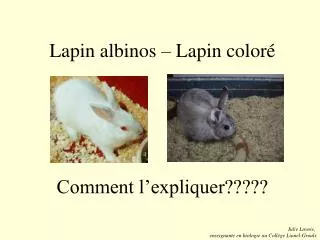 lapin albinos lapin color