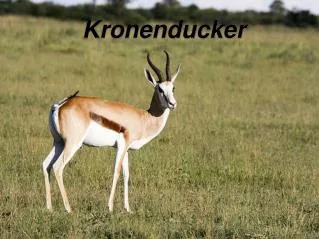 kronenducker