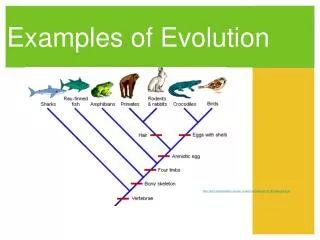 Examples of Evolution