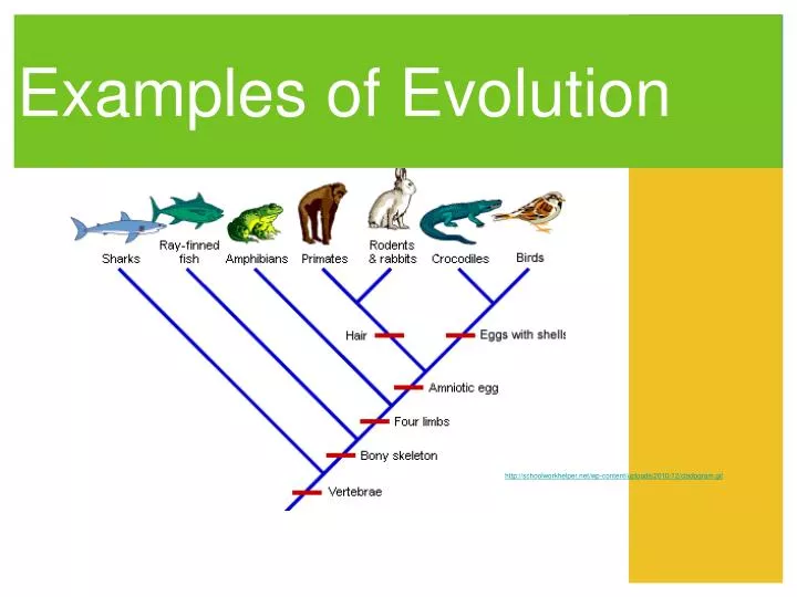 examples of evolution