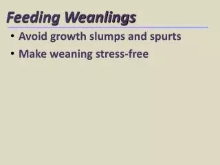 feeding weanlings