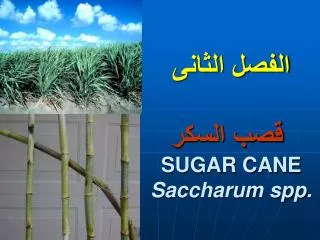 sugar cane saccharum spp