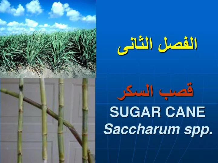 sugar cane saccharum spp