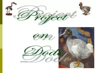 Project on Dodo