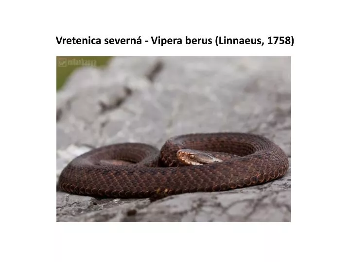 vretenica severn vipera berus linnaeus 1758