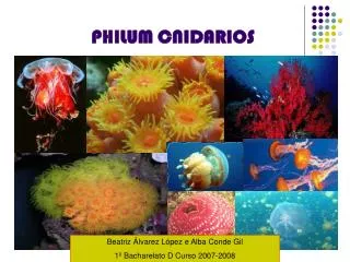philum cnidarios