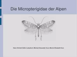 die micropterigidae der alpen