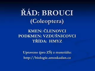 d brouci coleoptera