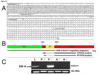 1400 nt Actin 4 regulatory sequence