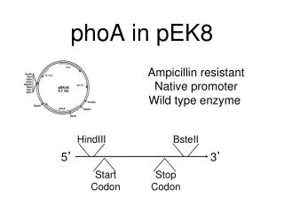 phoA in pEK8