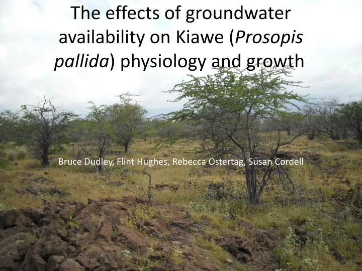 the effects of groundwater availability on kiawe prosopis pallida physiology and growth