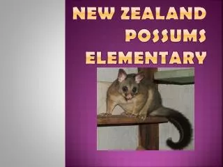 New Zealand Possums Elementary