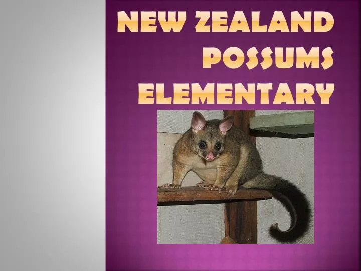 new zealand possums elementary