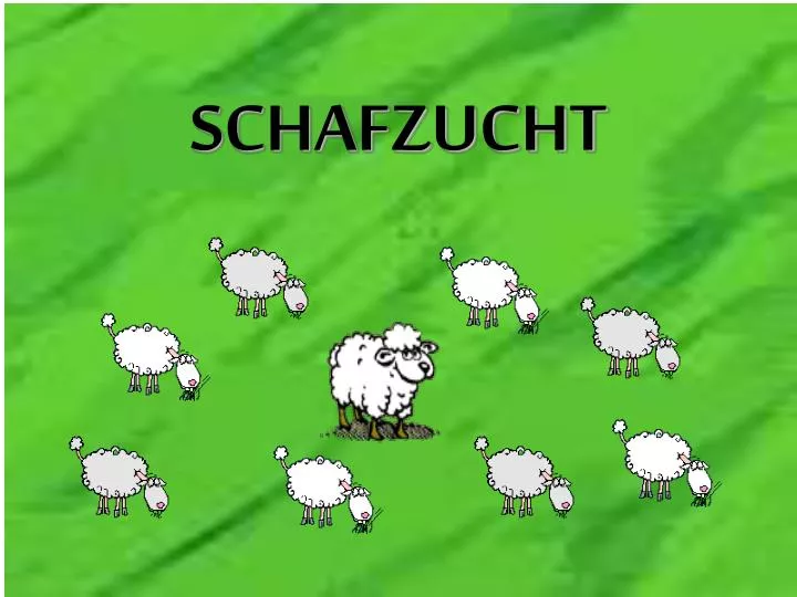 schafzucht