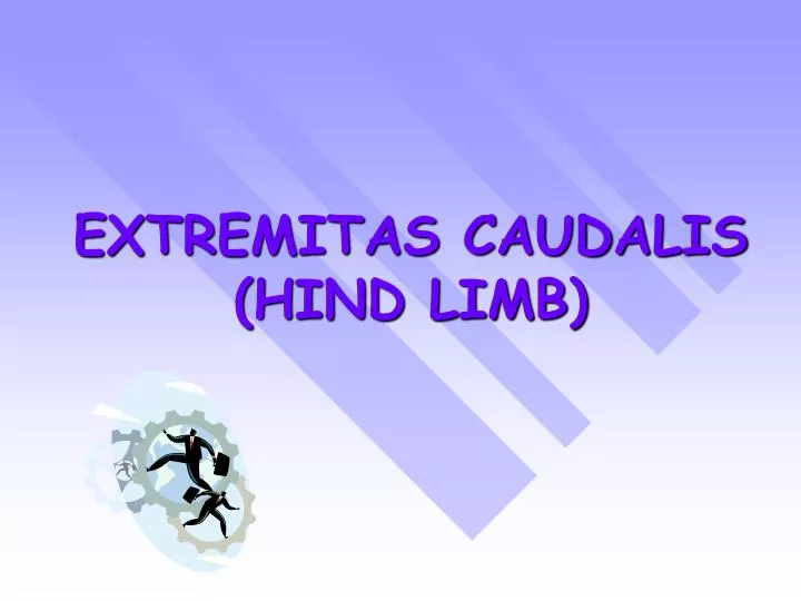 extremitas caudalis hind limb