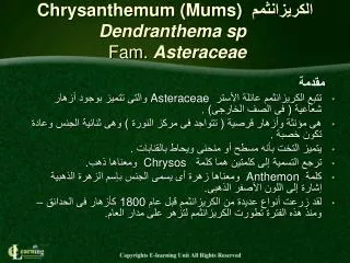 chrysanthemum mums dendranthema sp fam asteraceae
