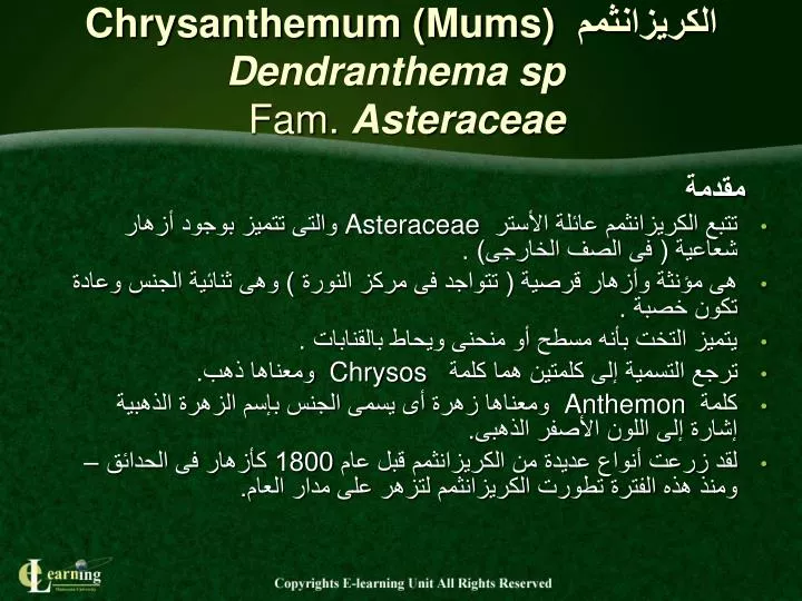 chrysanthemum mums dendranthema sp fam asteraceae