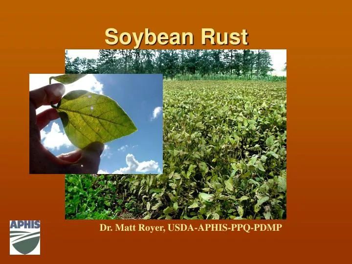 soybean rust