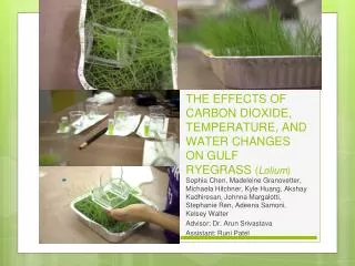 THE EFFECTS OF CARBON DIOXIDE, TEMPERATURE, AND WATER CHANGES ON GULF RYEGRASS ( Lolium )