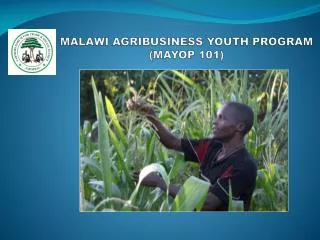 MALAWI AGRIBUSINESS YOUTH PROGRAM (MAYOP 101)