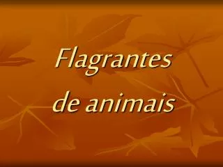 flagrantes de animais