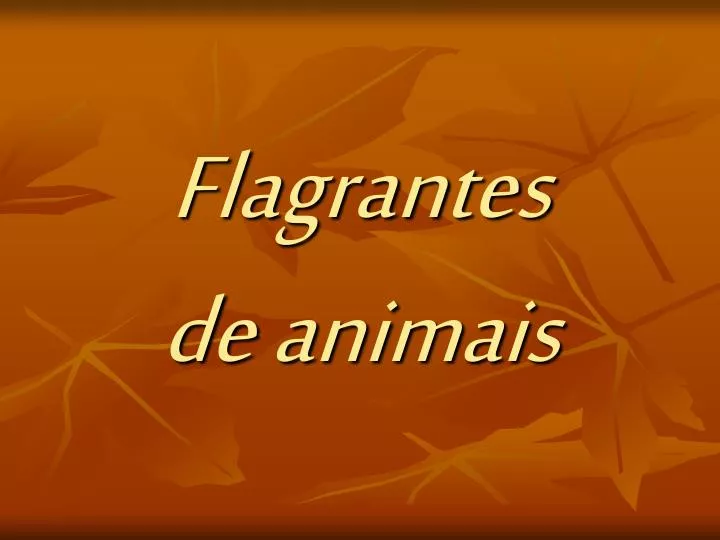 flagrantes de animais