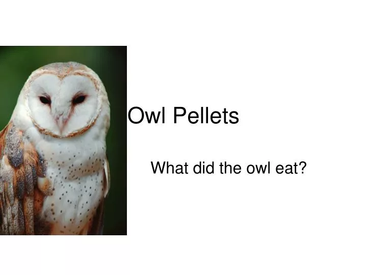 Barn Owl Pellet (Regular)