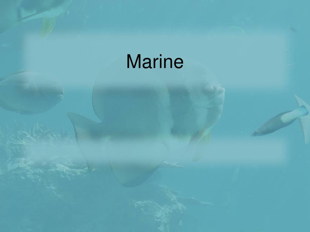 Marine - slide 1
