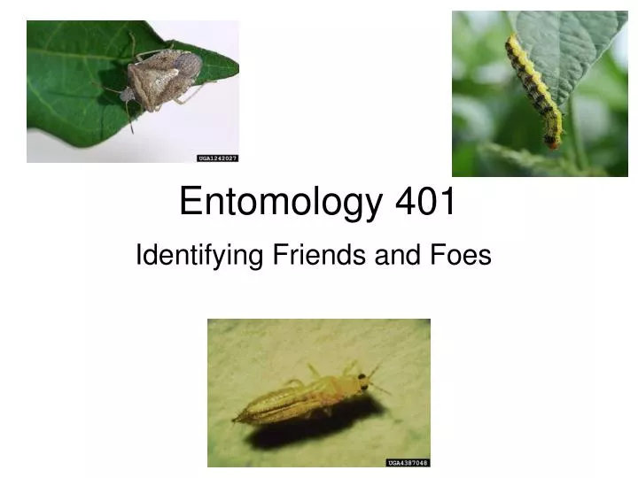 entomology 401