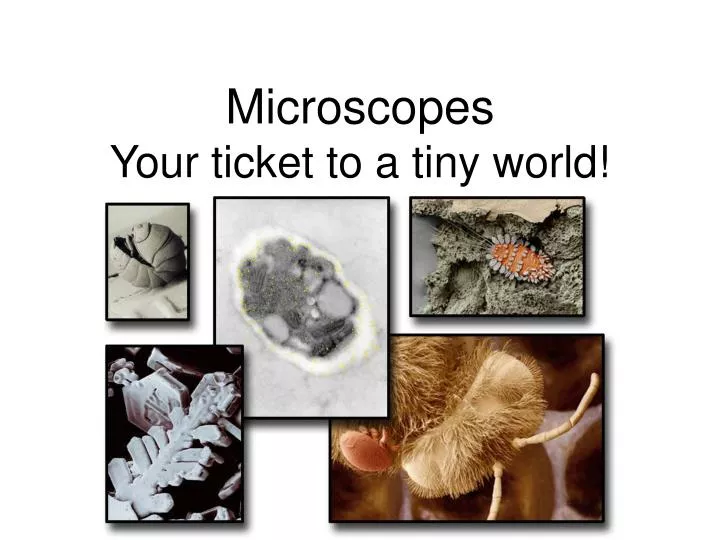 microscopes your ticket to a tiny world
