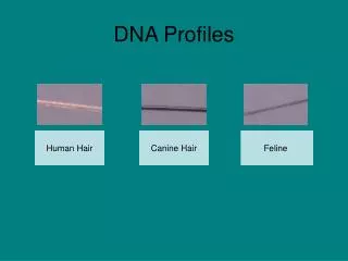 DNA Profiles