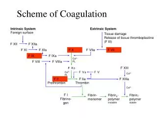 Scheme of Coagulation