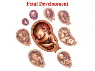 Fetal Development