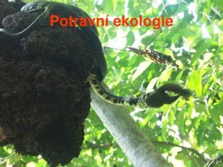 potravn ekologie