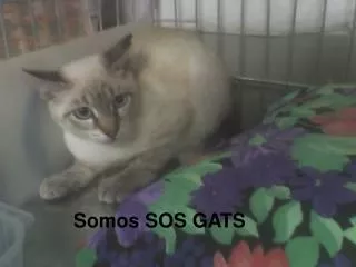 somos sos gats